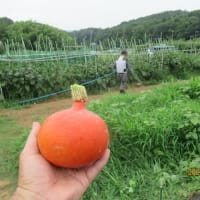 カボチャを収穫