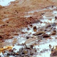 07/07お気に入りの野鳥-6（イカルチドリ）