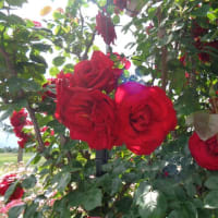 バラ園🌹
