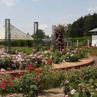 ドライブ＆温泉は、花めぐりから