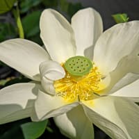 無常のさま