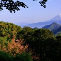 富士山　やはり　「  東部№1 つつじ彩の姿　見ておくべし　」と...  ⇒ 中腹景観... 