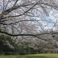 桜～満開～