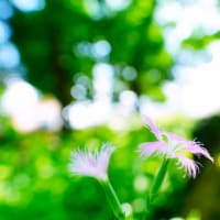 カワラナデシコ、ノウゼンカズラとジャコウアゲハの幼虫（板橋区立赤塚植物園 2025.7.5 撮影）