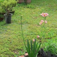 ７月に入りした、今年も半年かすんだことになります。