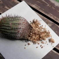 クセになりそうな皮むきと悲劇