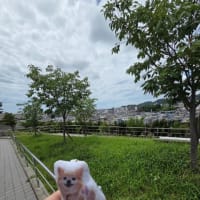 美味しいパンを買ってきました