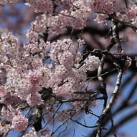 あんぱんロケ地のエドヒガンザクラ