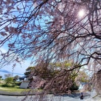 周防大島の枝垂れ桜