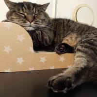 猫とワイン