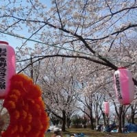 さくら祭り