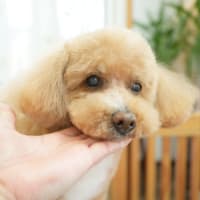13日のお客様