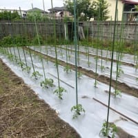 中玉トマトに支柱を立てる
