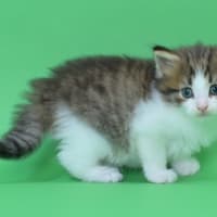 ノルウェージャンフォレストキャット