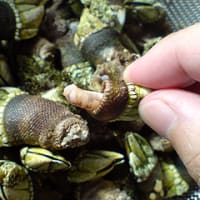「亀の手」、美味しいよ。