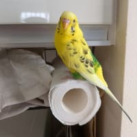 ささみチーズフライの晩御飯