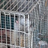 師走の忙しい時に(ペット）ヾ(o´∀｀o)ﾉ