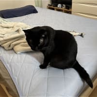 めけ、戸惑うｗ