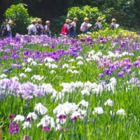 祭り７日目、令和７年６月１９日、見頃