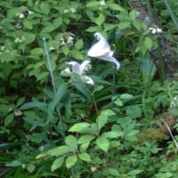 軽井沢山荘周辺の７月末の草花