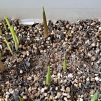 カラーの球根から芽が出てしまった