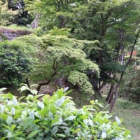 初夏の愛知・静岡の旅（１）家康が誕生した岡崎城：岡崎市