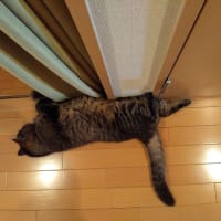 良いことを教えてあげよう