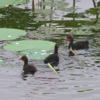 オオバン