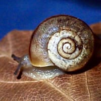 今日のかたつむり