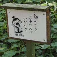 金泉寺「紫陽花」