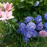 　昨日の我が家の花