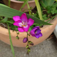 fleurs