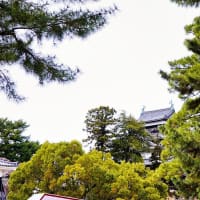 山陰の桜　松江城の桜　4月2日撮影分　53枚