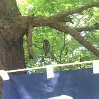 6月の日記２９　大祓準備