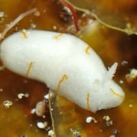 タテヒダイボウミウシ属の仲間