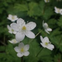 5月のアファンの森 8