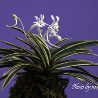 富貴蘭「白皇覆輪」の花
