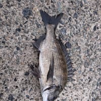 １日延ばして、