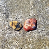 爽やか海さんぽ