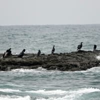 04/27探鳥記録写真-2：狩尾岬の鳥たち（クロサギの飛翔、ウミウ、）