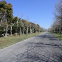 海の中道海浜公園は桜とネモフィラの競演！