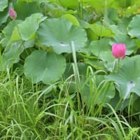 雨の日のハス　期待ほど降らず　2025/07/10（鹿児島）