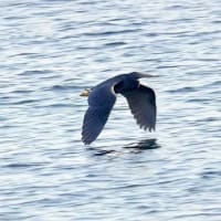 06/28探鳥記録写真：２０２５年4月に出会った鳥たち②