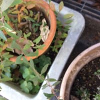 低標高地のホシミスジ越冬幼虫