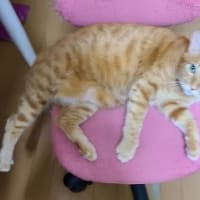 本当に良い子たちなんです🙀