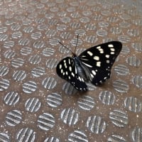 おはようゴマダラチョウ