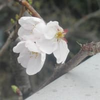 曇天の市内を散歩中に開花した桜を見つけた