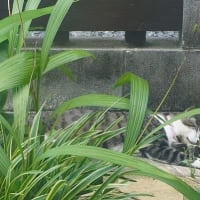 甘ったれ坊主は手で催促