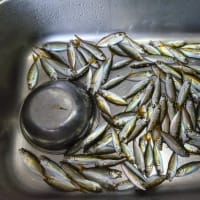 鯵釣り
