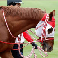 【ジーベック】札幌競馬場に移動、次は来週の函館、噴火湾特別！